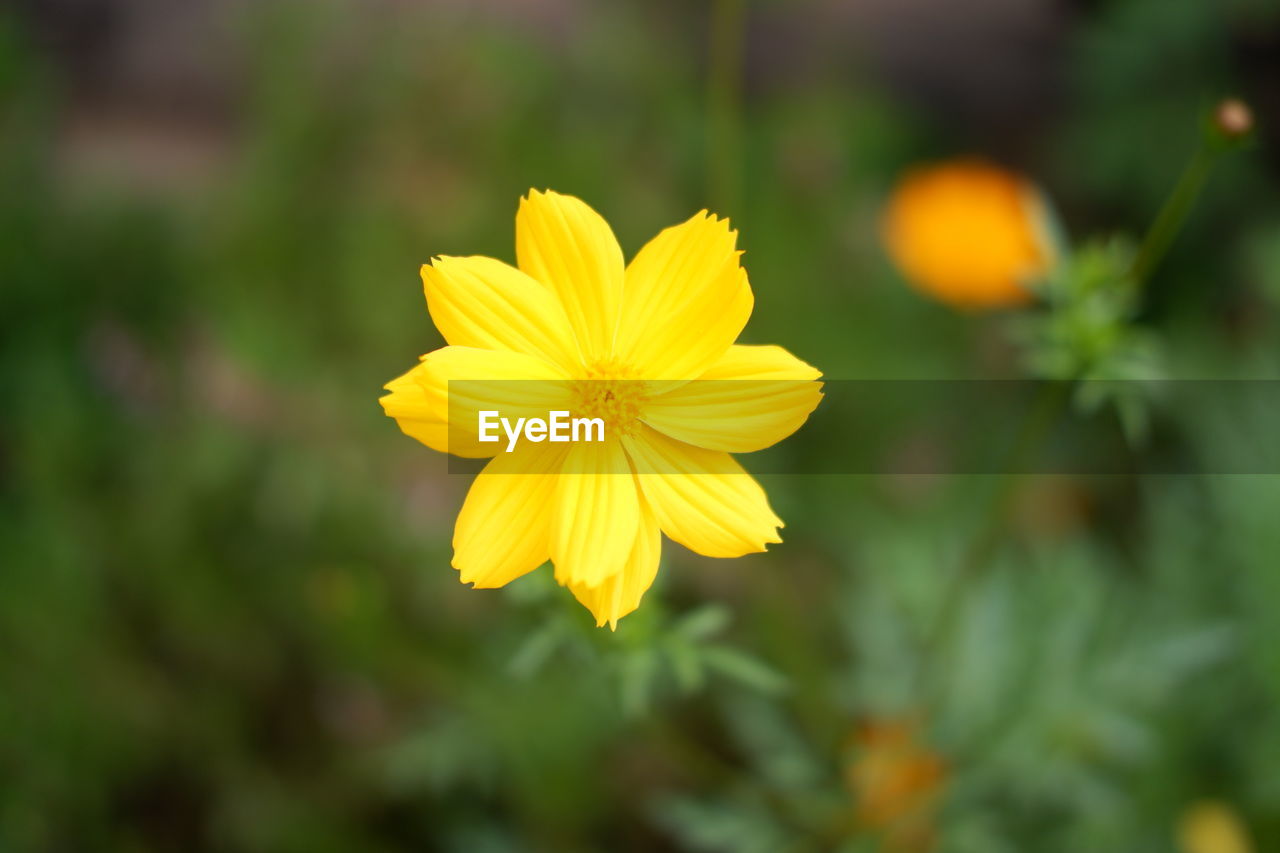 CLOSE-UP OF YELLOW FLOWERING PLANT