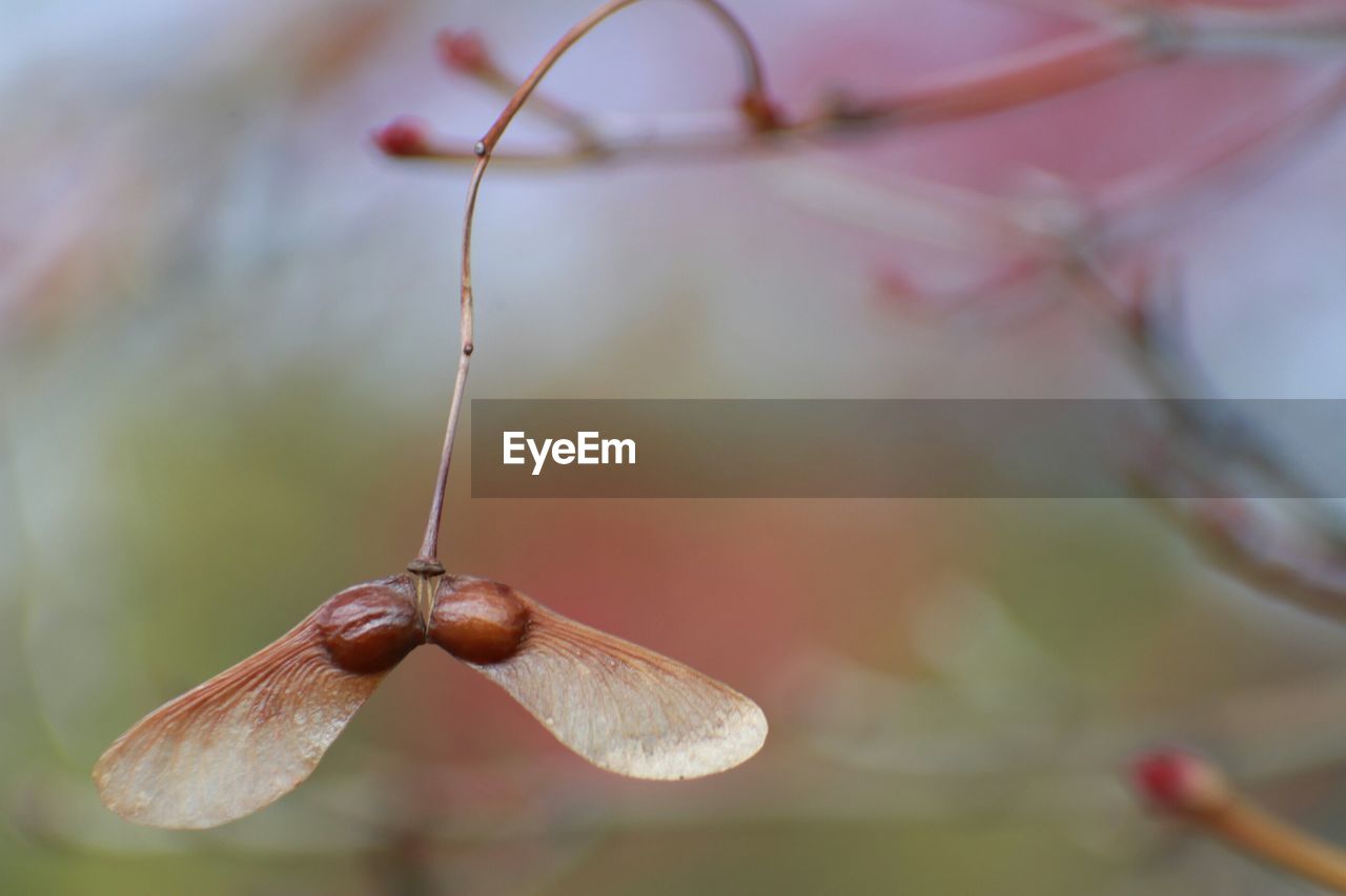 Close-up of dry flower