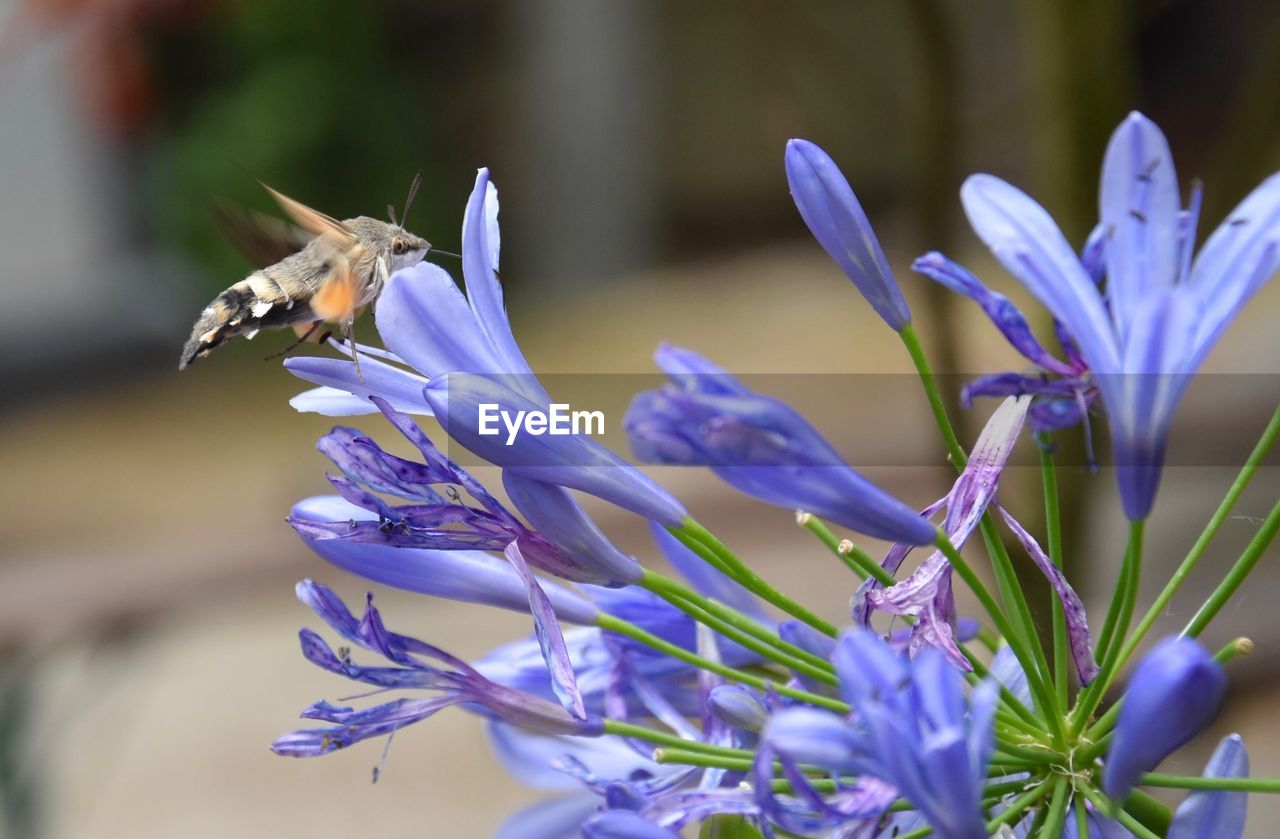 CLOSE-UP OF BUMBLEBEE POLLINATING ON PURPLE FLOWER