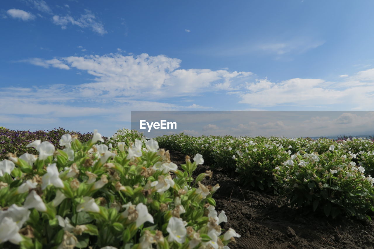 White flowering plants on field against sky