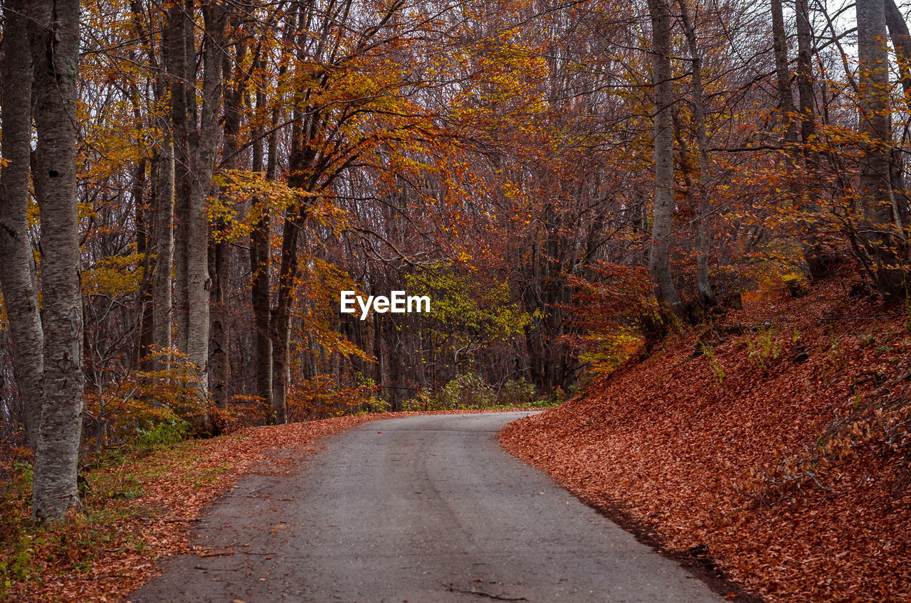 Road passing through forest