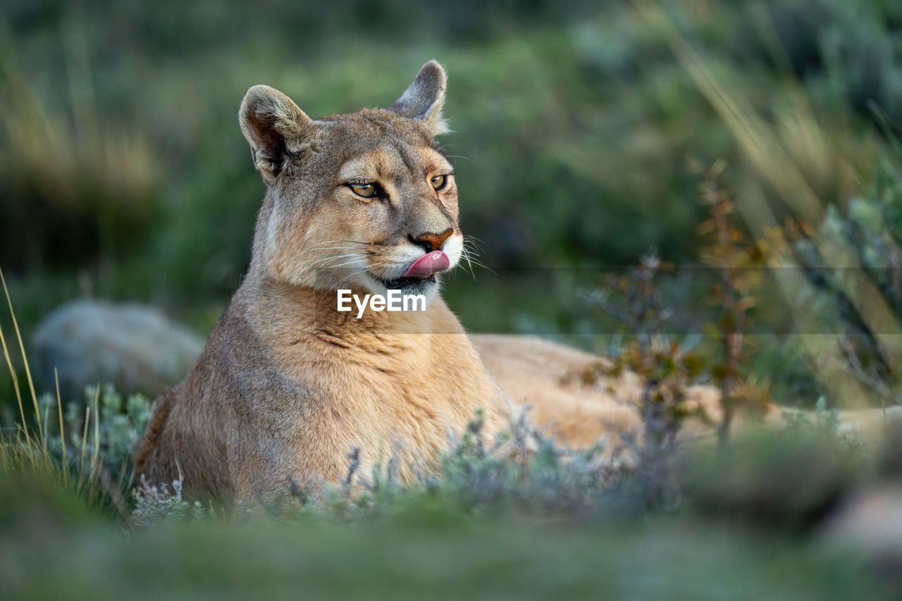 animal, animal themes, animal wildlife, mammal, wildlife, puma, one animal, feline, cougar, felidae, cat, no people, lion - feline, carnivora, lioness, whiskers, nature, selective focus, portrait, grass, outdoors, big cat, plant, animals hunting, safari, day, travel destinations, relaxation