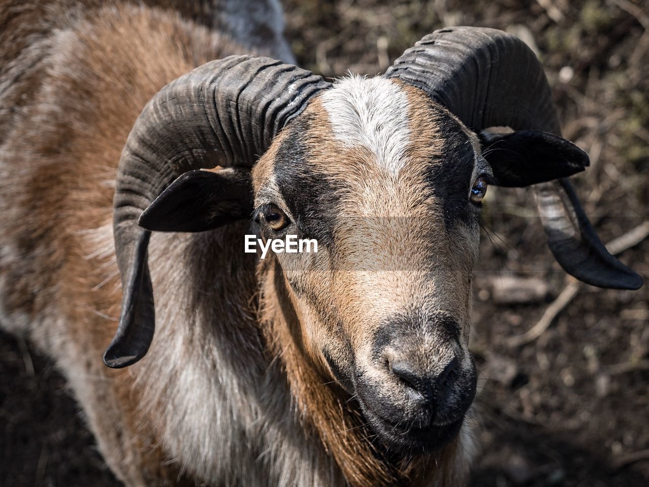 Close-up portrait of goat standing on field