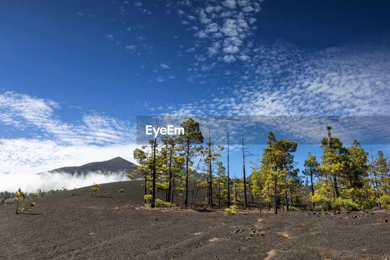 TREES ON FIELD AGAINST SKY