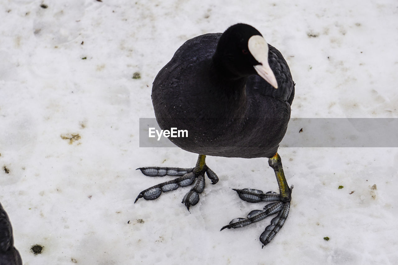 HIGH ANGLE VIEW OF BIRD ON SNOW COVERED FIELD