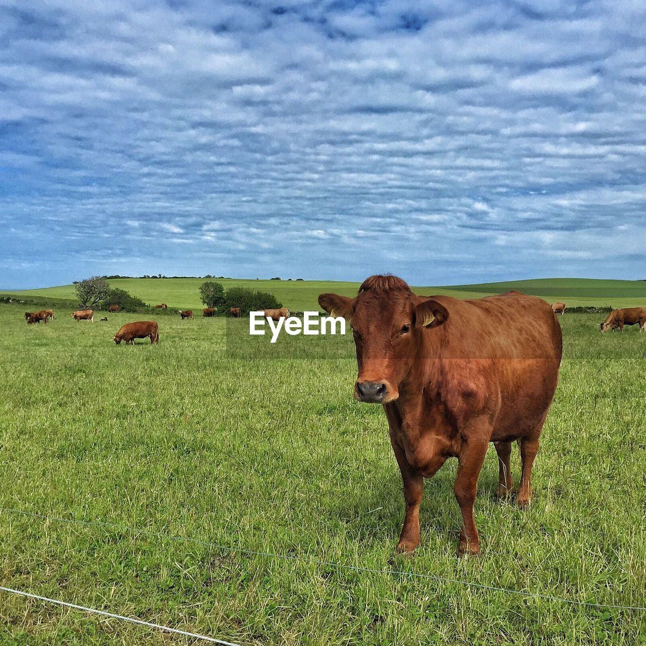 Cows grazing on grassy field against sky