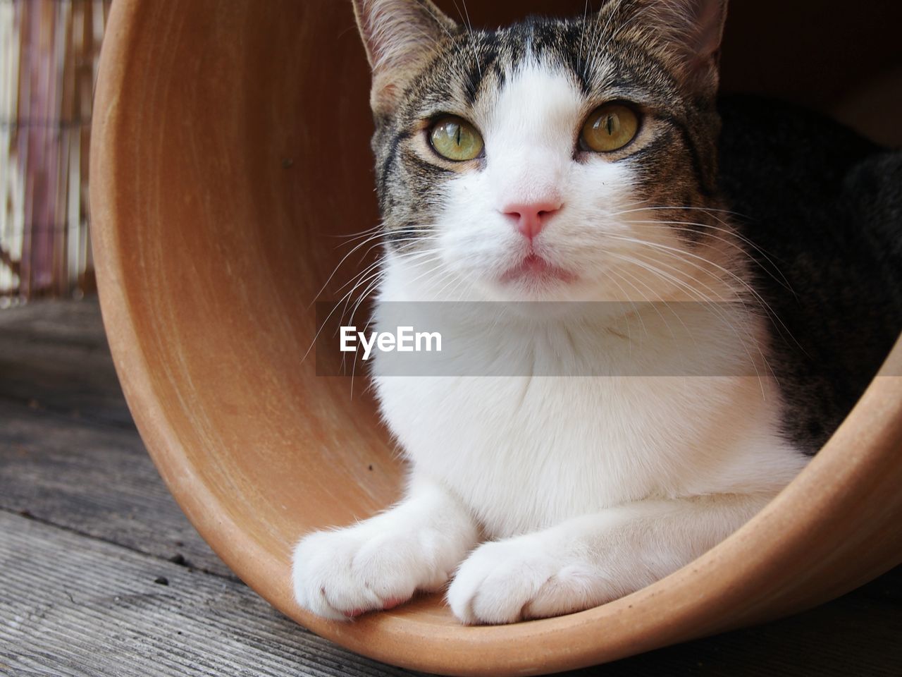 Close-up portrait of a cat