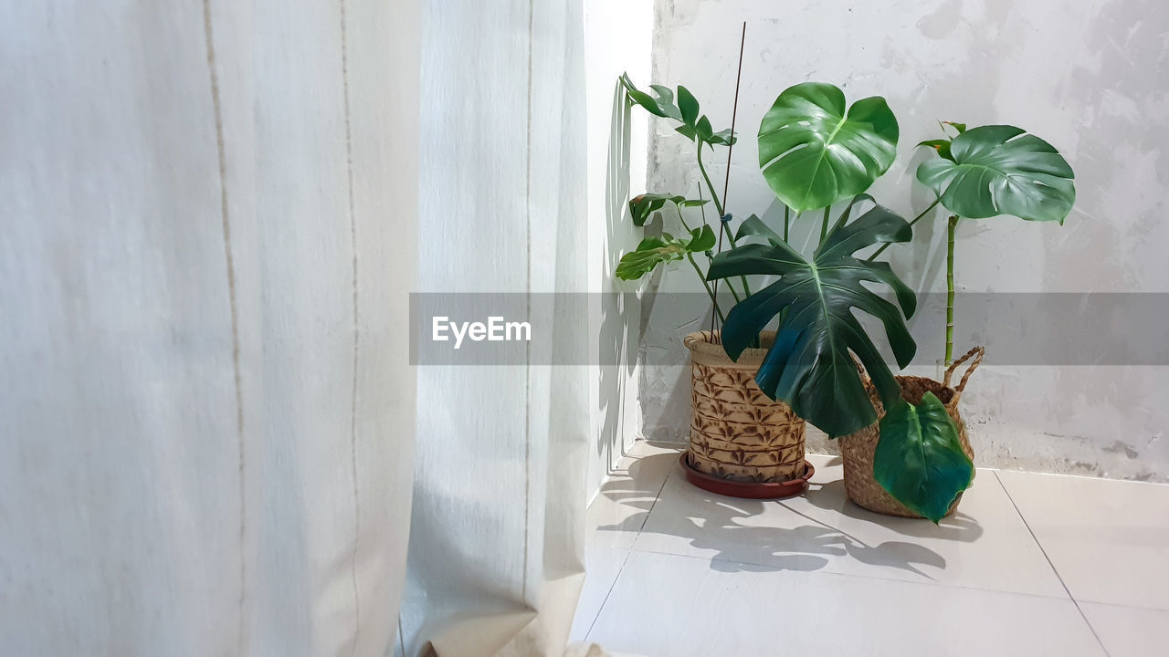 POTTED PLANT ON TABLE