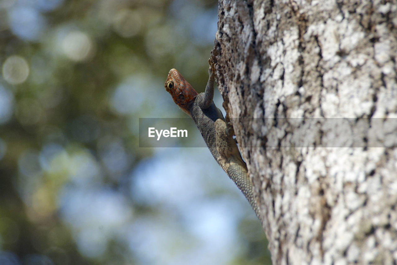 CLOSE-UP OF LIZARD PERCHING ON TREE OUTDOORS