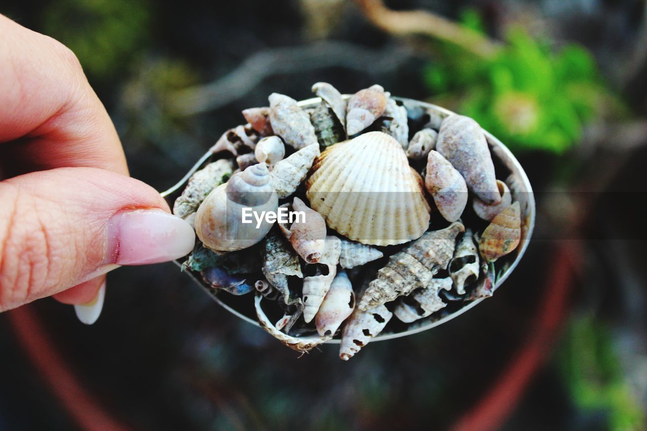 CLOSE-UP OF PERSON HAND HOLDING SHELL