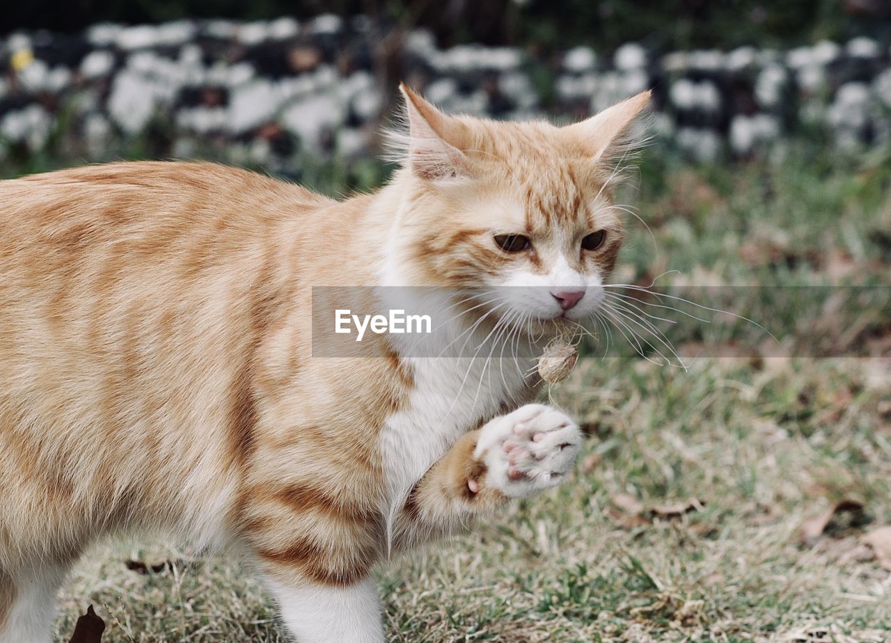 CLOSE-UP OF CAT LOOKING AWAY