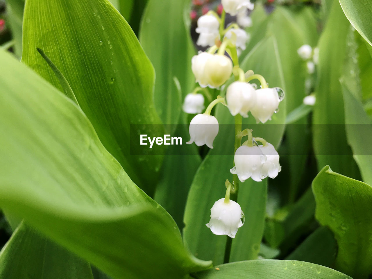 Close-up of white flowering plant