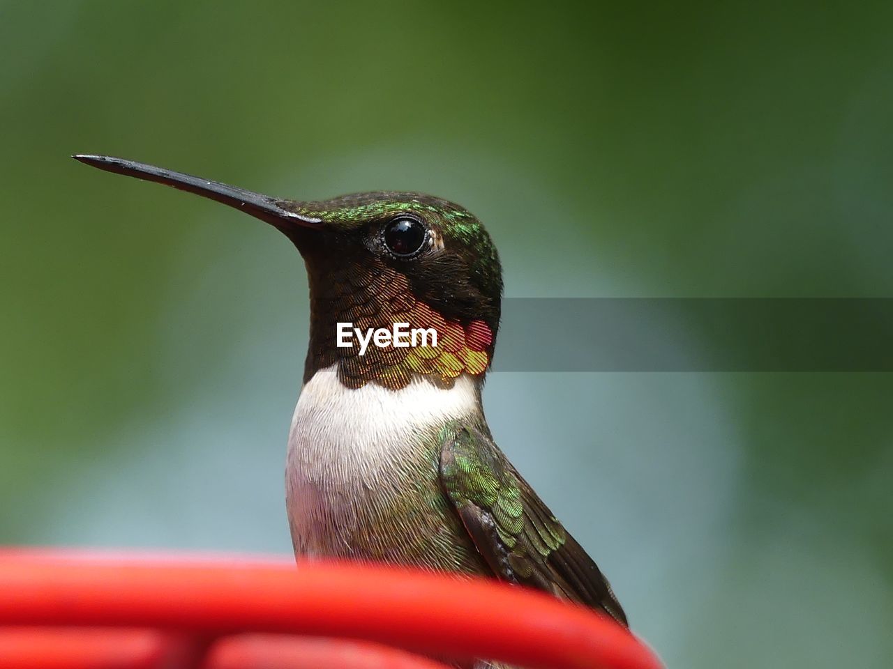 Close-up of a hummingbird