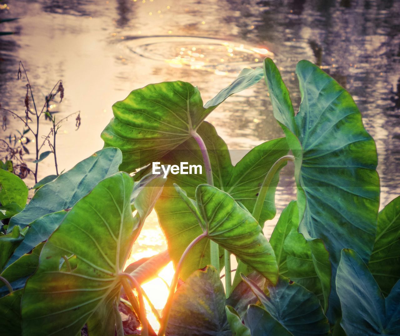 Taro leaves at lakeshore