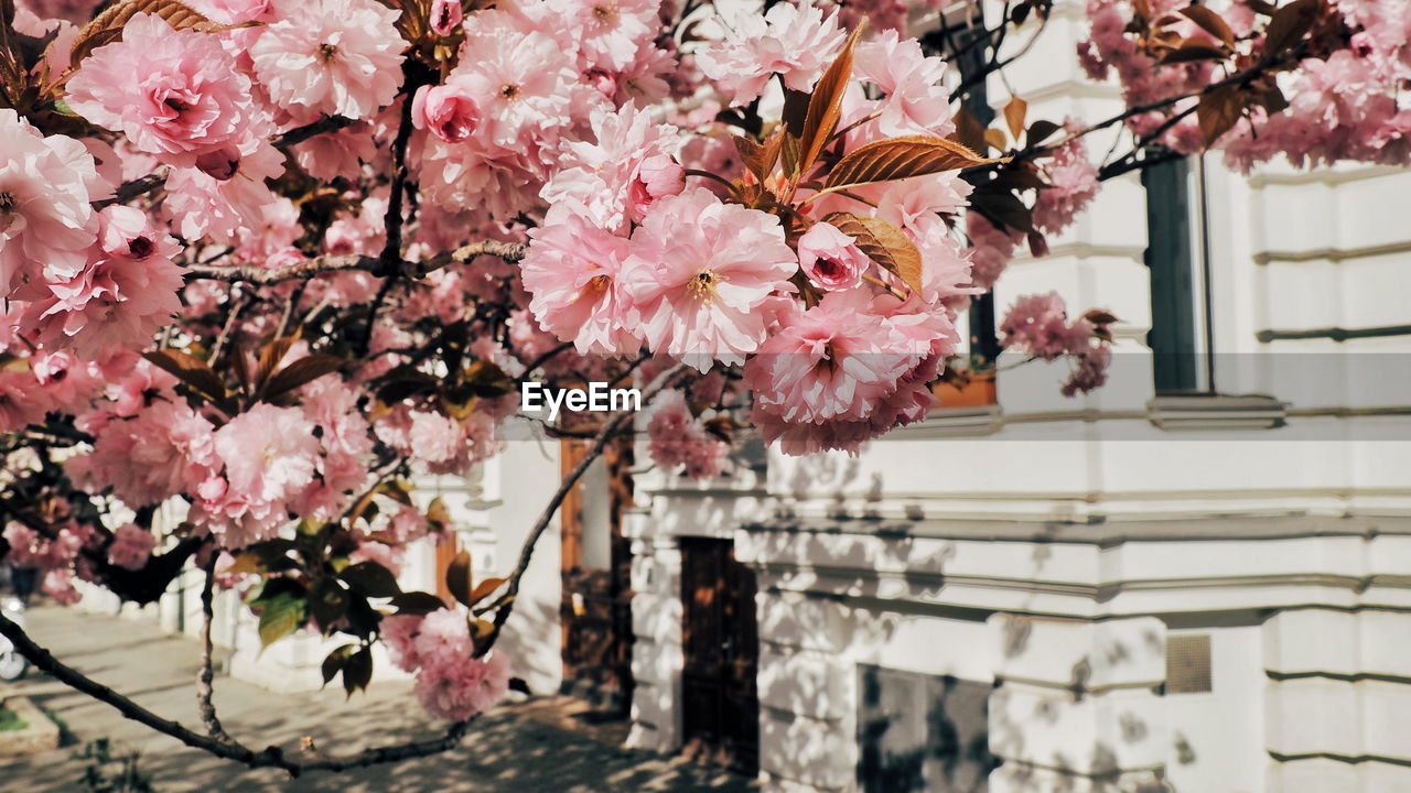 Close-up of pink cherry blossom tree