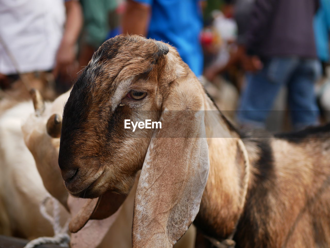 A goat or kambing  in the traditional animal markets 