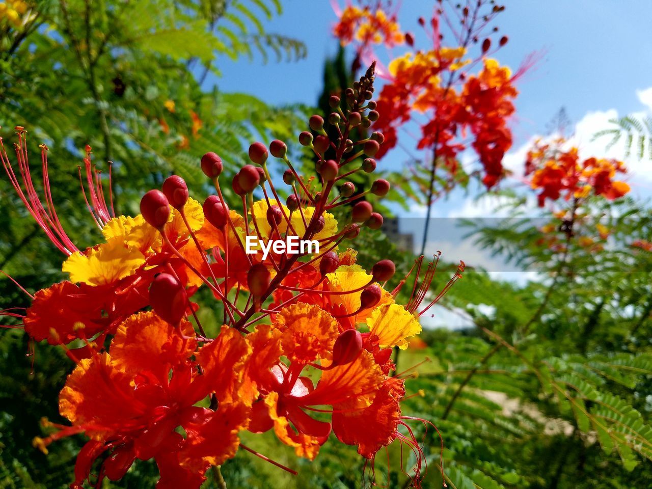 CLOSE-UP OF FRESH FLOWERS