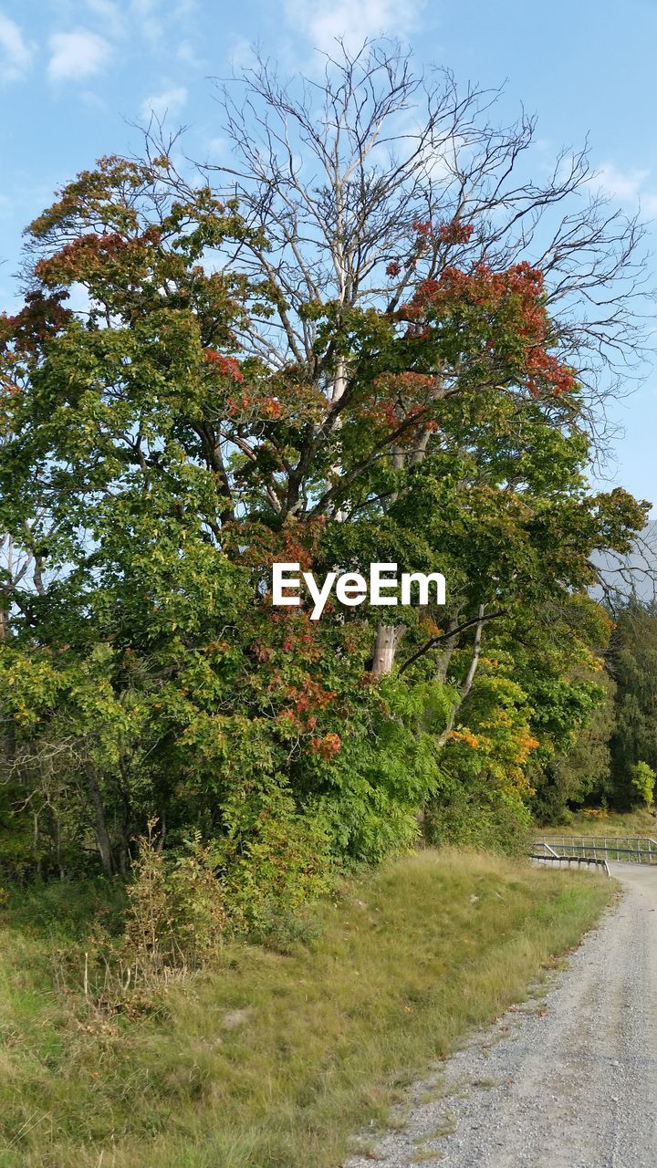 TREES ON GRASSY FIELD