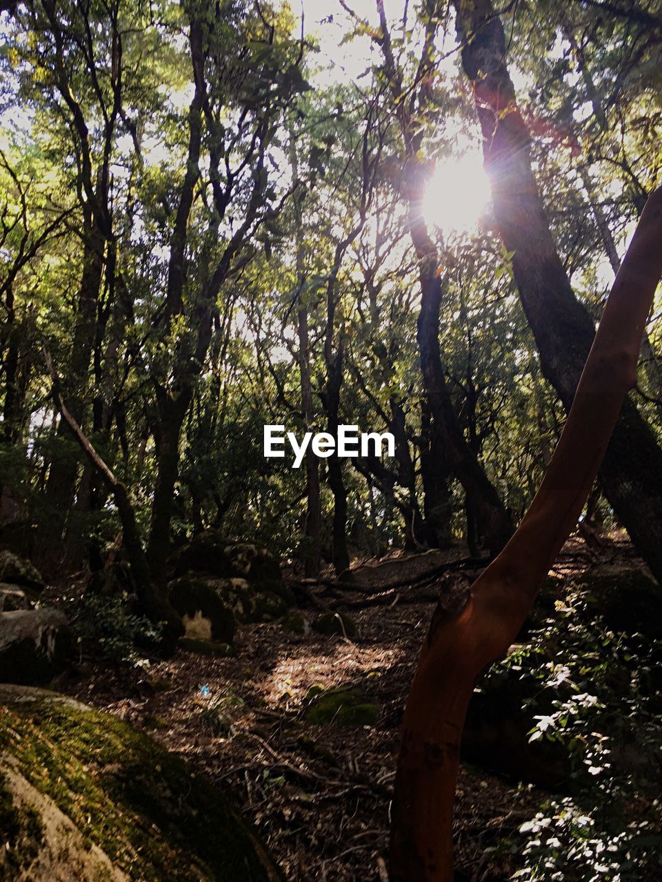 TREES GROWING IN FOREST