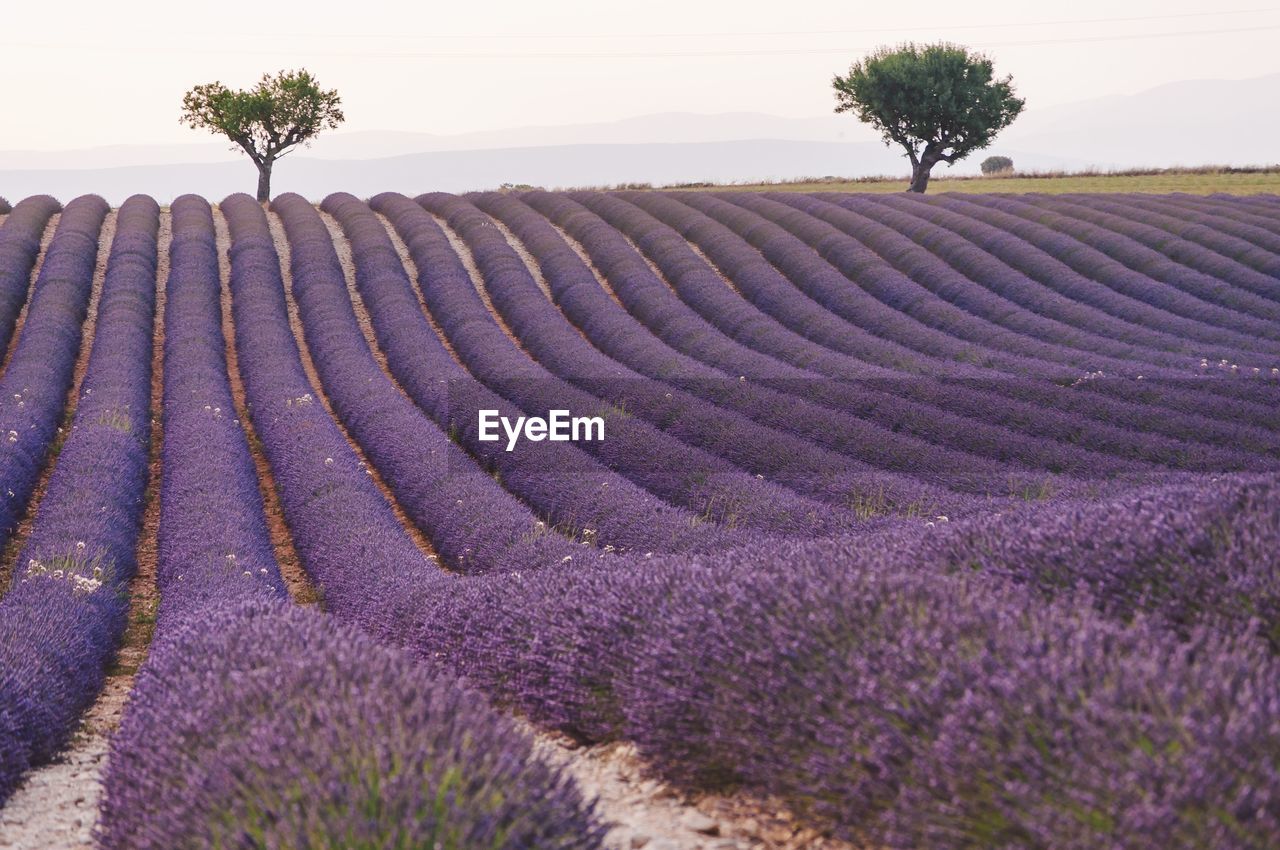 PLANTS GROWING ON FIELD