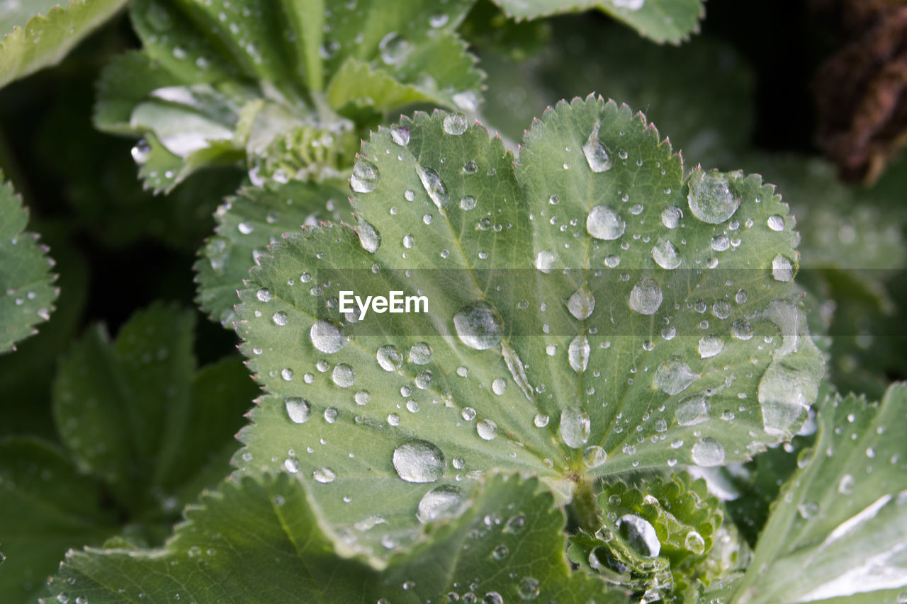CLOSE-UP OF WET PLANT LEAVES
