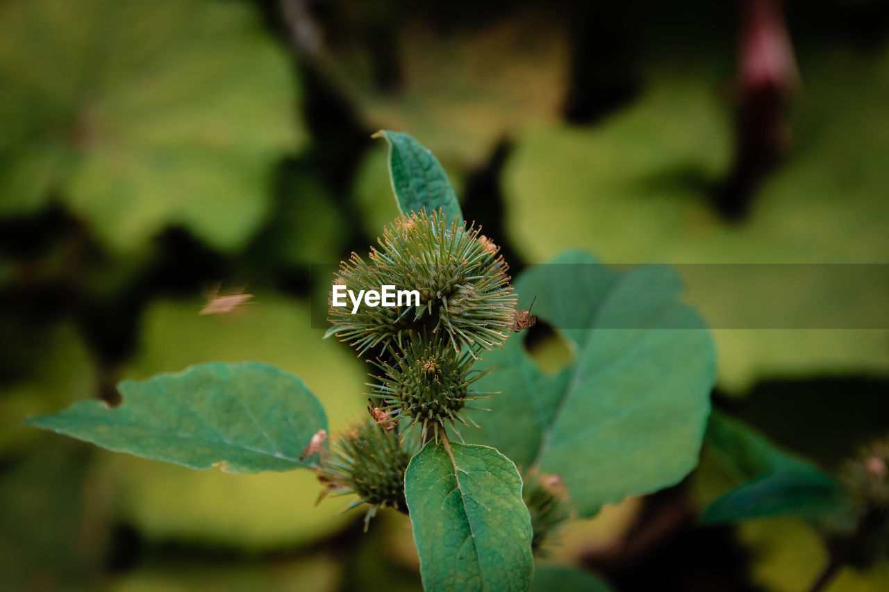 CLOSE-UP OF GREEN PLANT