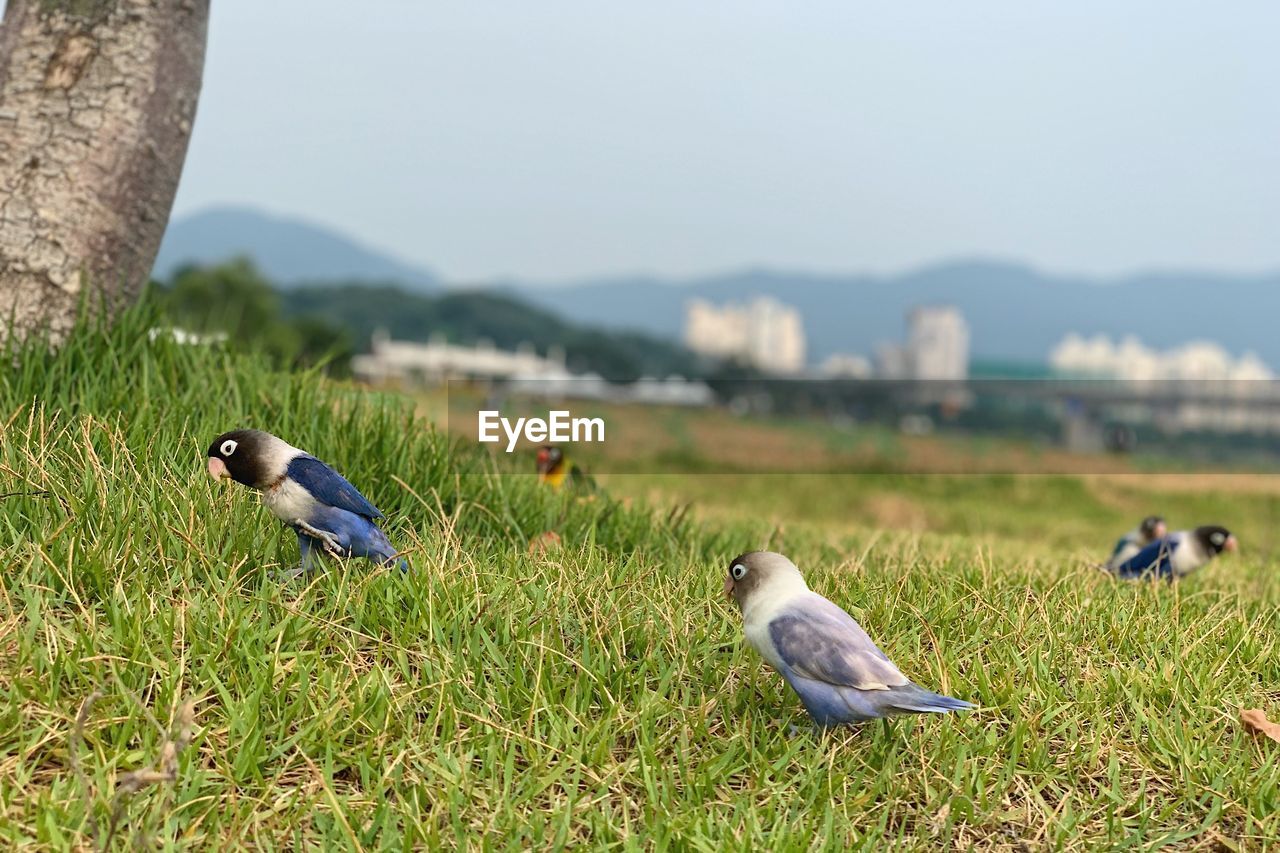 BIRDS PERCHING ON GRASS