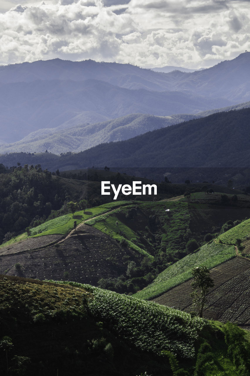 Rice terrace in northern thailand