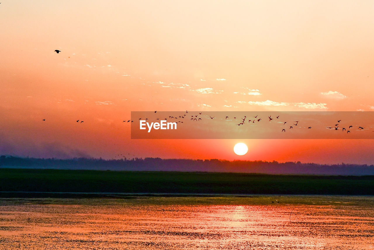 FLOCK OF BIRDS FLYING IN SKY