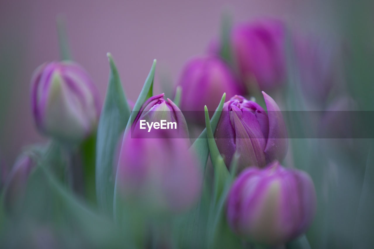 CLOSE-UP OF PURPLE TULIPS