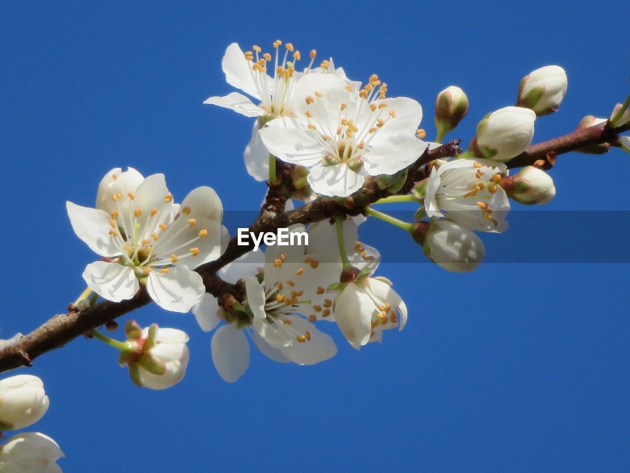 plant, flower, flowering plant, blossom, blue, fragility, sky, beauty in nature, freshness, clear sky, springtime, branch, nature, growth, white, tree, produce, low angle view, close-up, no people, flower head, inflorescence, petal, fruit, macro photography, food, day, spring, outdoors, fruit tree, twig, cherry blossom, sunny, apple tree, botany, sunlight, almond tree