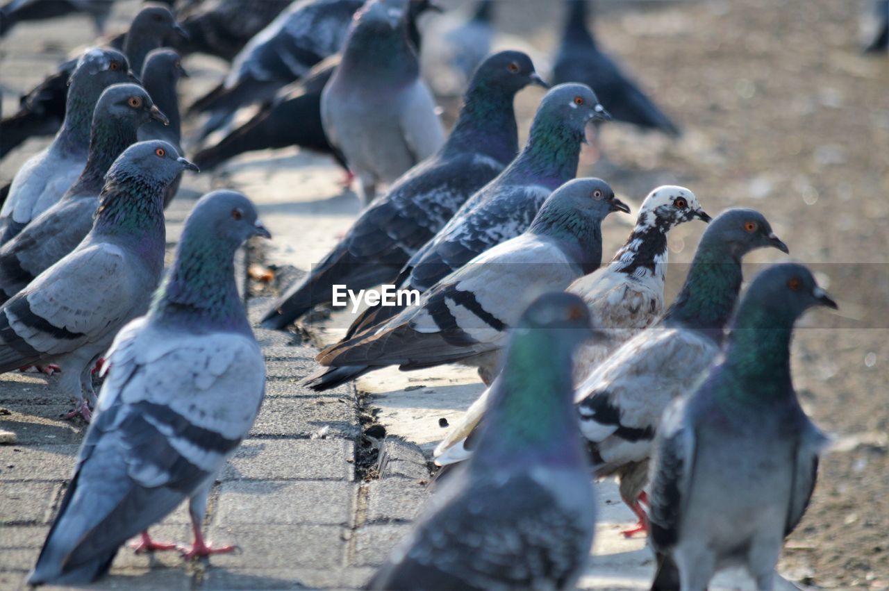 CLOSE-UP OF PIGEONS PERCHING ON LAND