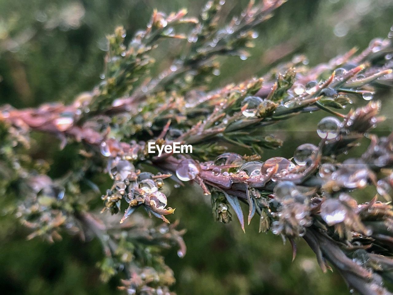 Close-up of wet plant leaves during rainy season