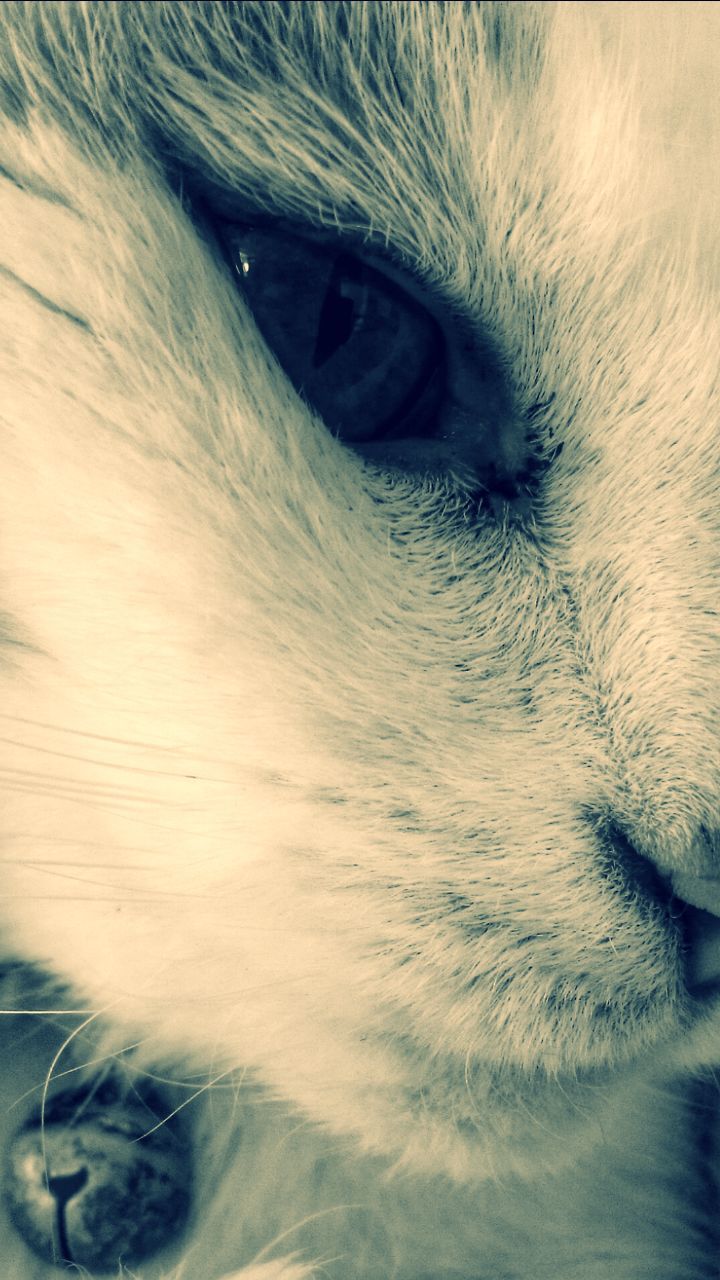 CLOSE-UP OF WHITE CAT