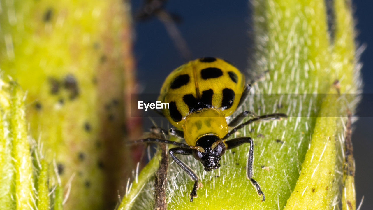 animal themes, animal, animal wildlife, yellow, insect, one animal, wildlife, close-up, macro photography, nature, macro, plant, no people, beetle, beauty in nature, focus on foreground, green, ladybug, outdoors, spotted, animal body part, flower, day, zoology, magnification