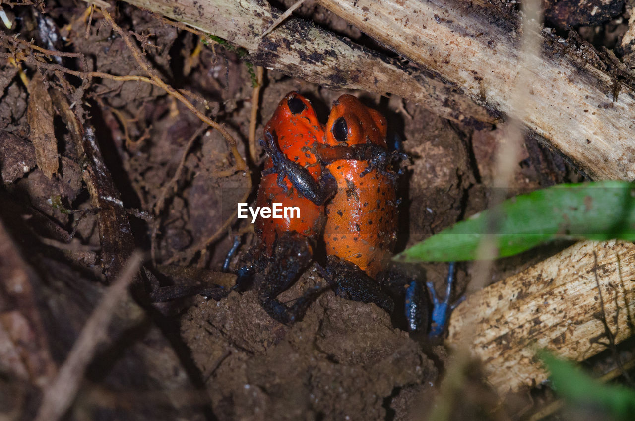 Close-up of frogs on field