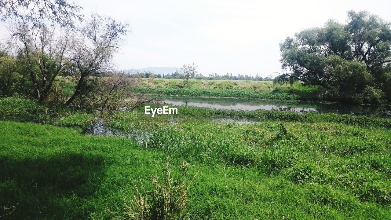 SCENIC VIEW OF FIELD IN FOREST