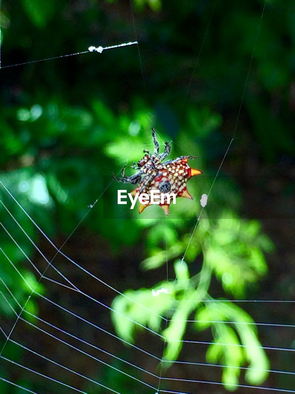 SPIDER WEB ON WEB