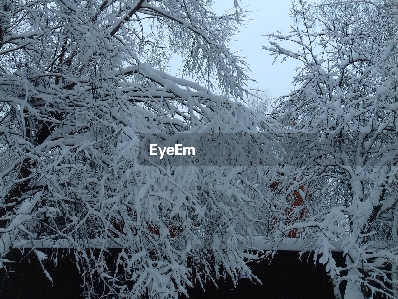 CLOSE-UP OF SNOW ON TREE