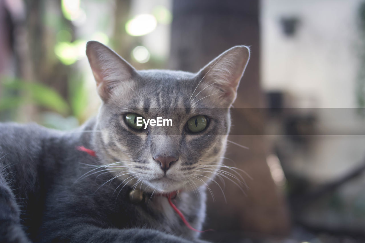 CLOSE-UP PORTRAIT OF CAT BY BLACK OUTDOORS