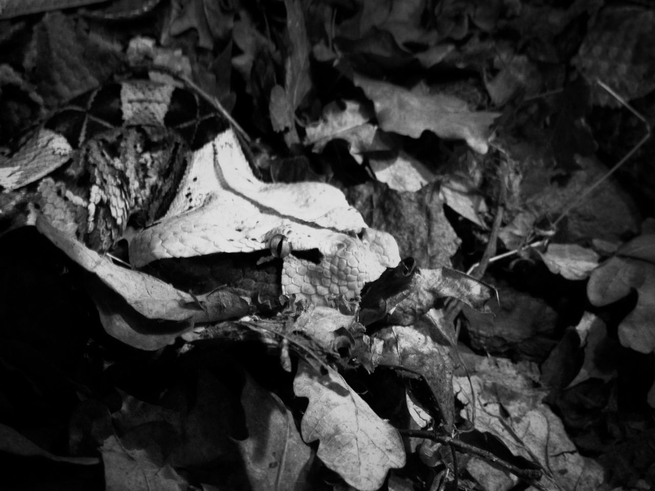 CLOSE-UP OF LEAVES ON GROUND