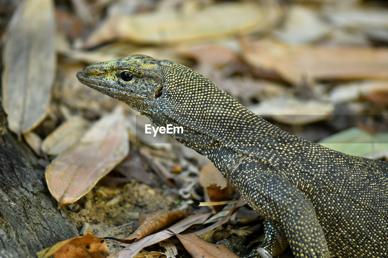 CLOSE-UP OF A LIZARD