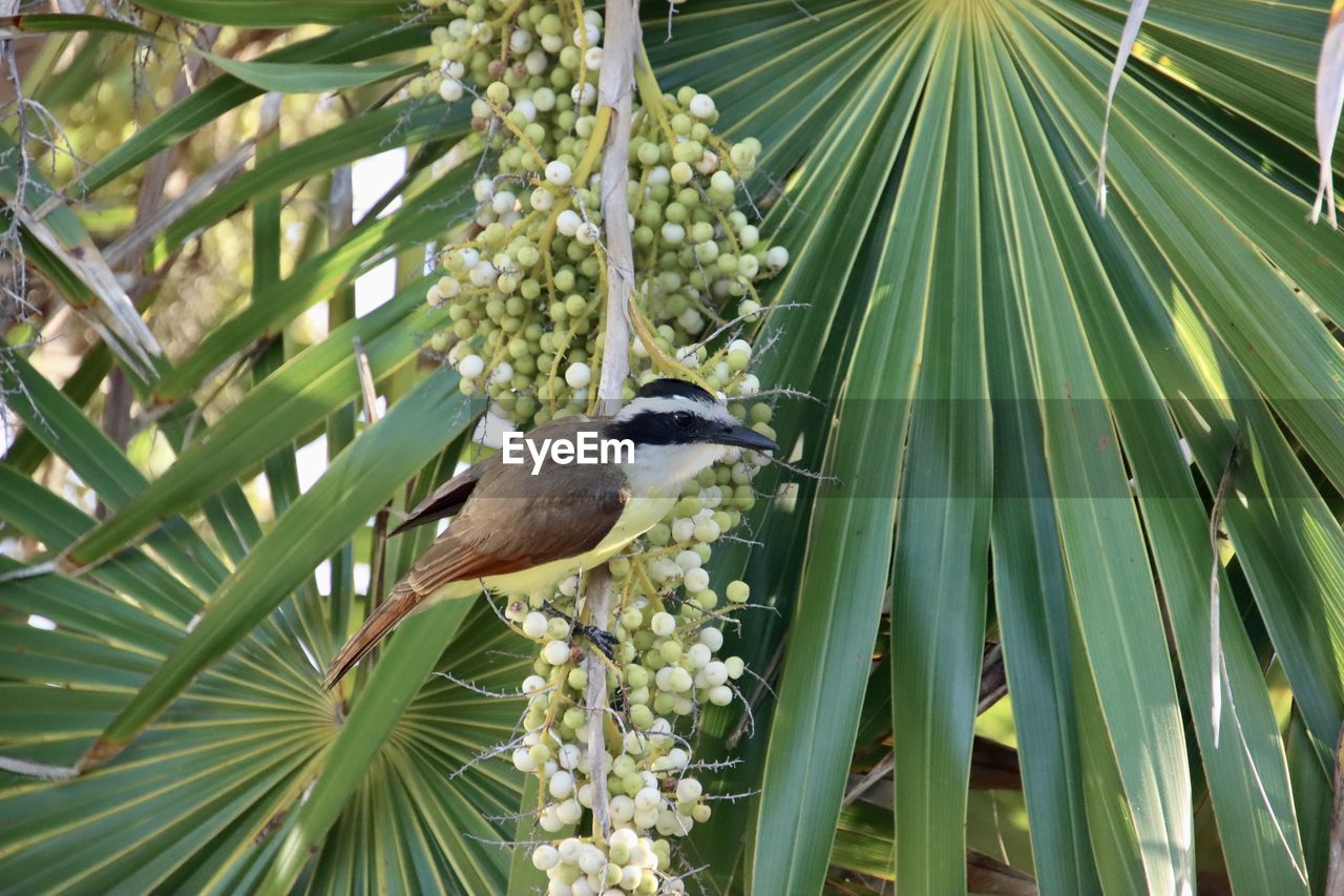 animal themes, animal wildlife, bird, animal, plant, wildlife, one animal, branch, tree, leaf, palm tree, palm leaf, nature, beauty in nature, growth, plant part, green, flower, no people, perching, tropical climate, day, outdoors, saw palmetto, tropics, garden