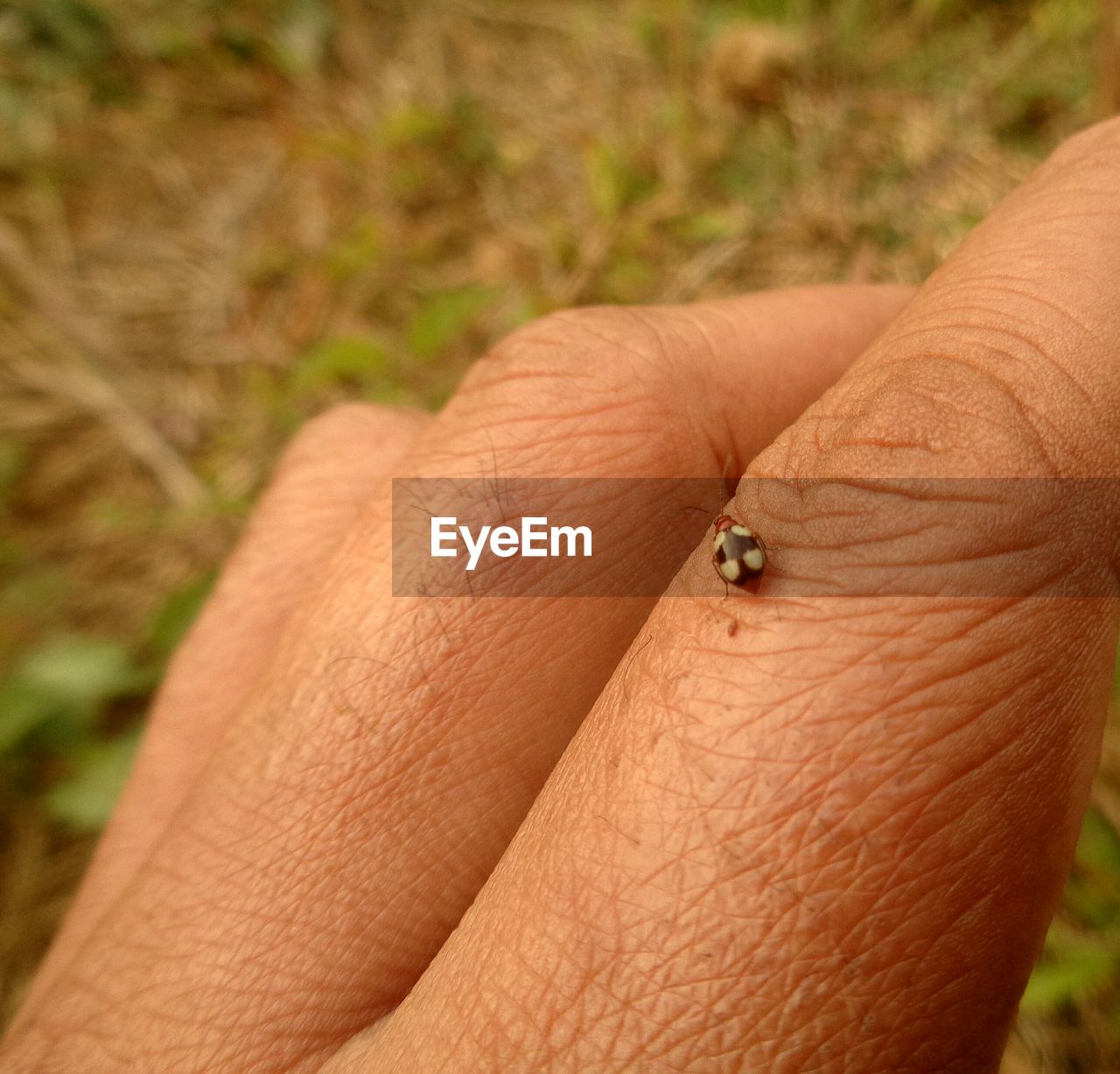 CLOSE-UP OF INSECT ON FINGER