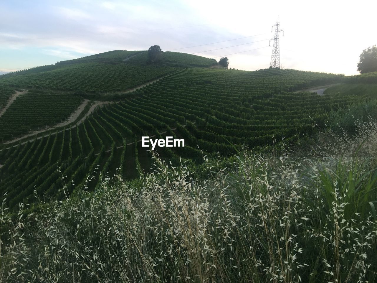 SCENIC VIEW OF CORN FIELD AGAINST SKY