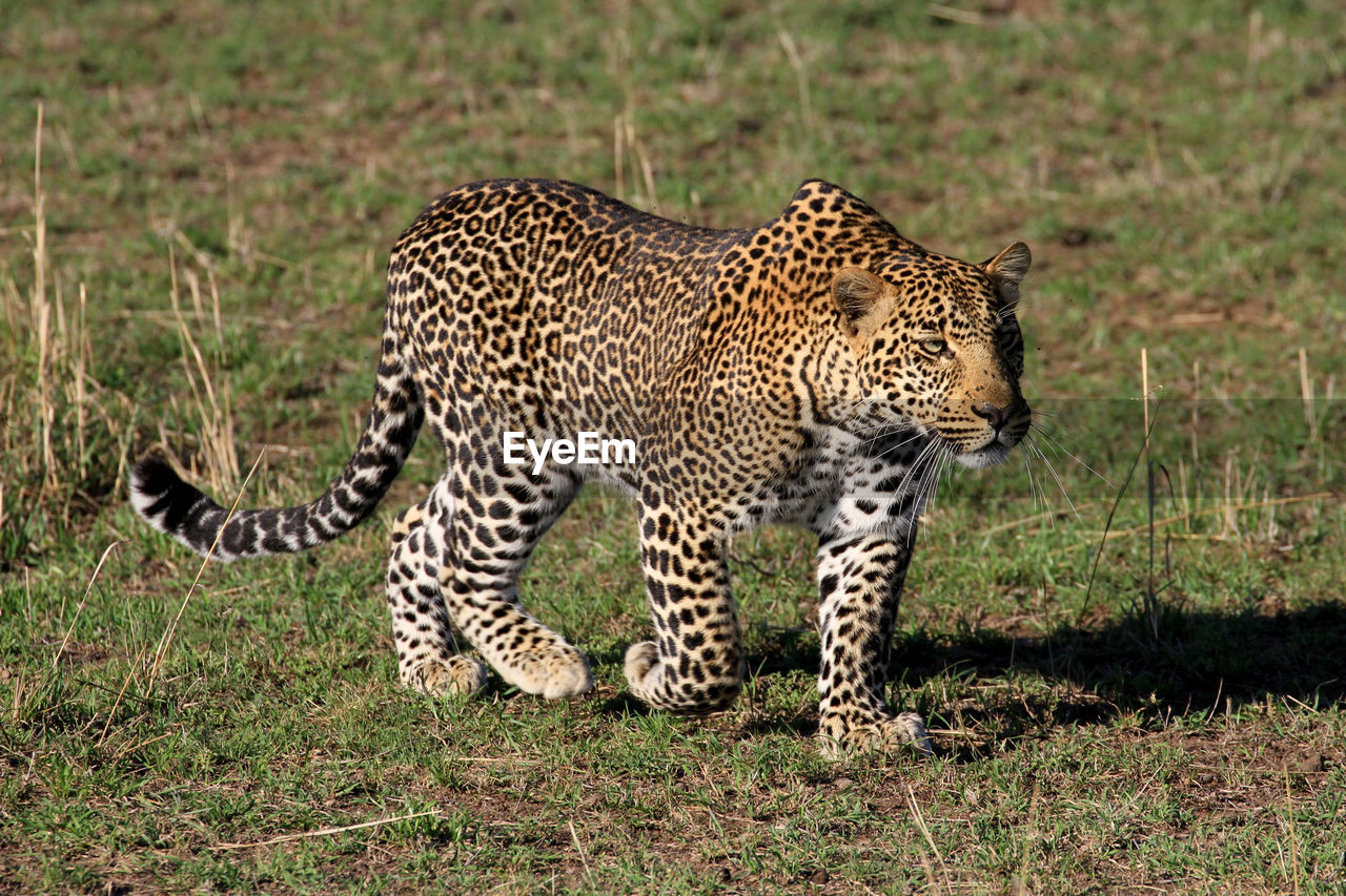 Leopard walking in grass