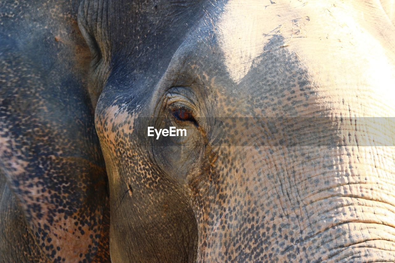 CLOSE-UP OF ELEPHANT IN THE BACKGROUND