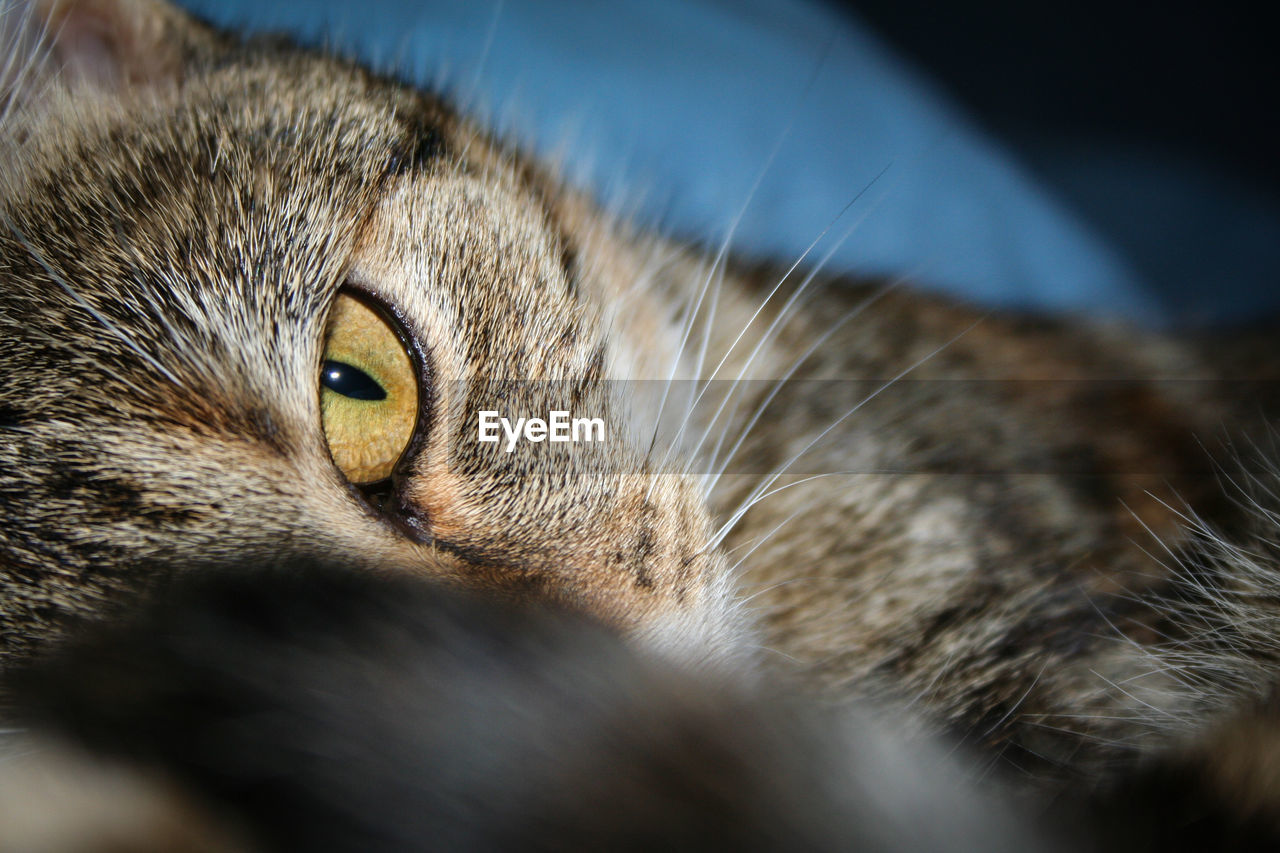 Powerful look of the cat with yellow eyes