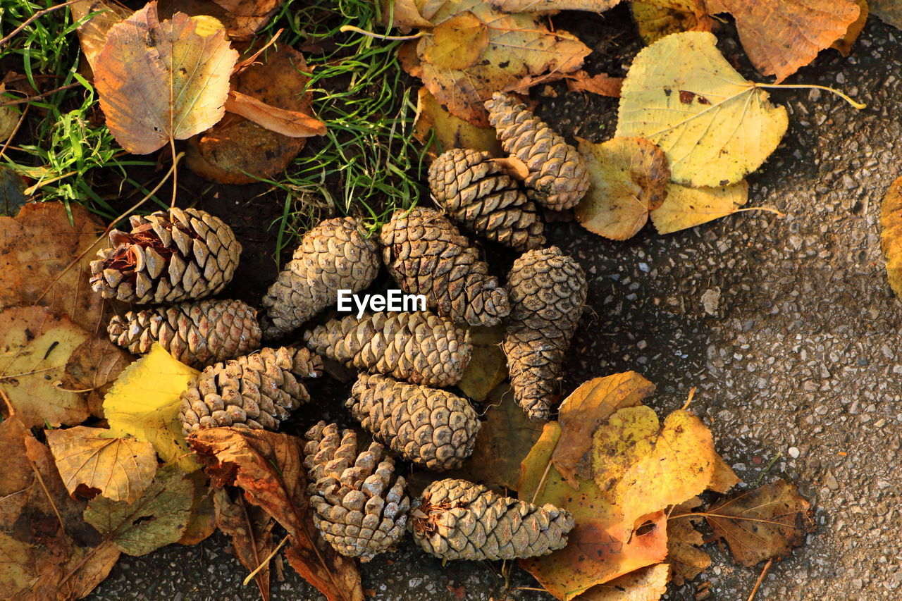 High angle view of autumn leaves and pinecones