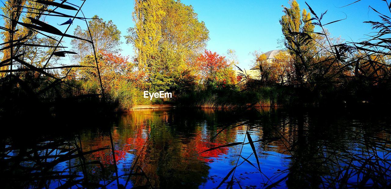 Reflection of trees in calm lake